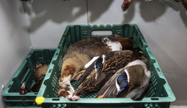 NVWA ruimt 5000 fazanten bij bedrijf in Achterhoek vanwege vogelgriep