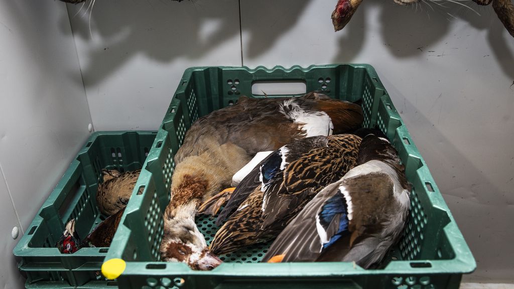 NVWA ruimt 5000 fazanten bij bedrijf in Achterhoek vanwege vogelgriep