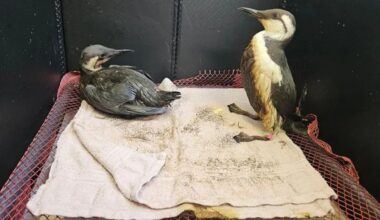 'Zien we niet vaak meer'