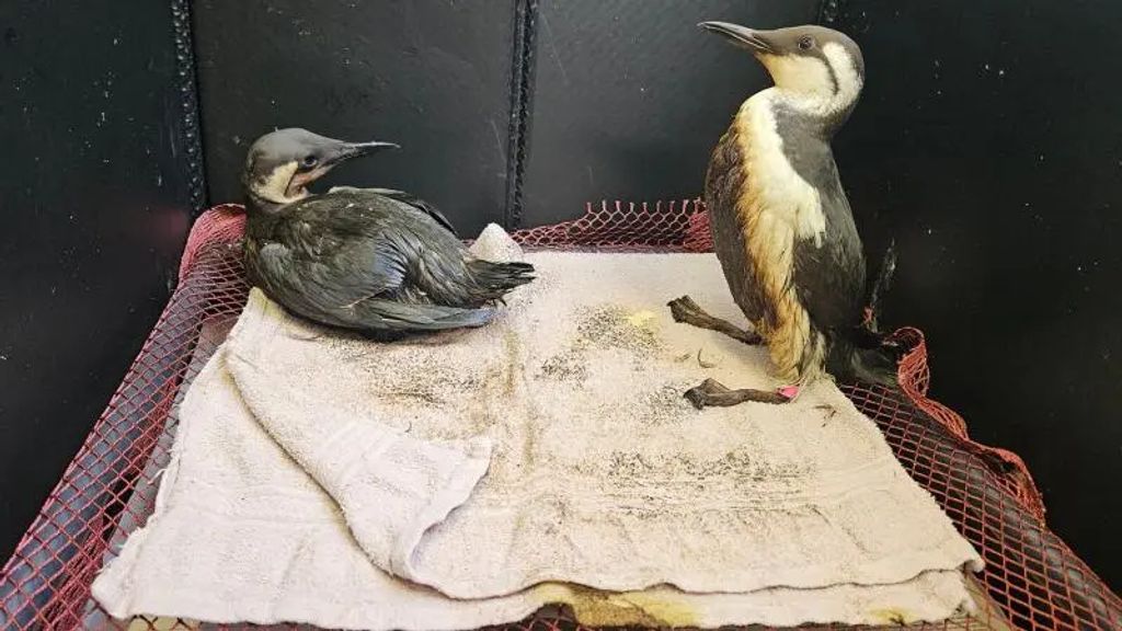 'Zien we niet vaak meer'