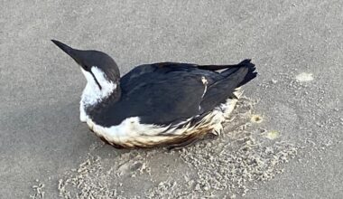 Inmiddels ruim 100 met olie besmeurde vogels gevonden aan Noordzeekust