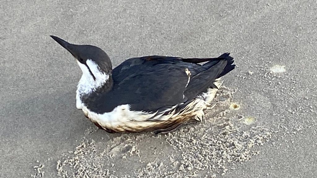 Inmiddels ruim 100 met olie besmeurde vogels gevonden aan Noordzeekust