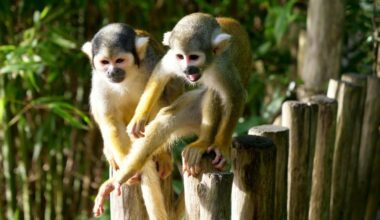 Wildlands Emmen helpt dierenpark Overloon uit de brand met acht doodshoofdaapjes