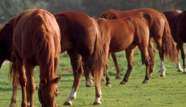 Tweede geval van westnijlvirus bij paard in Zuid-Holland