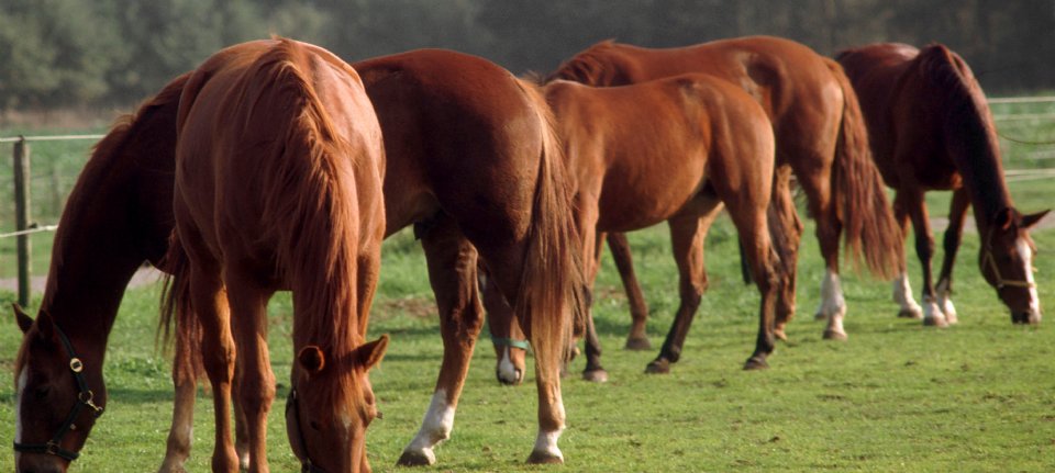 Tweede geval van westnijlvirus bij paard in Zuid-Holland