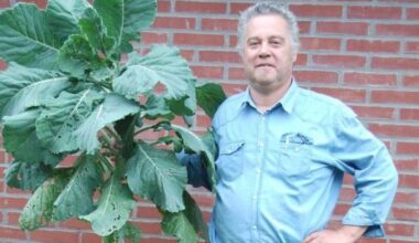 Waarom deze kunstenaar gek is op boerenkool