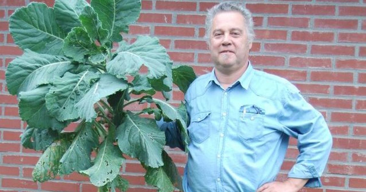 Waarom deze kunstenaar gek is op boerenkool