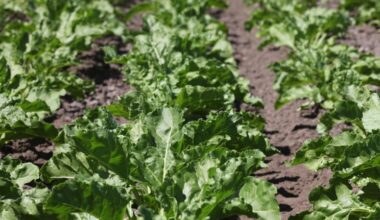 'Onbegrijpelijk dat bieten worden gezien als uitspoelingsgevoelig'