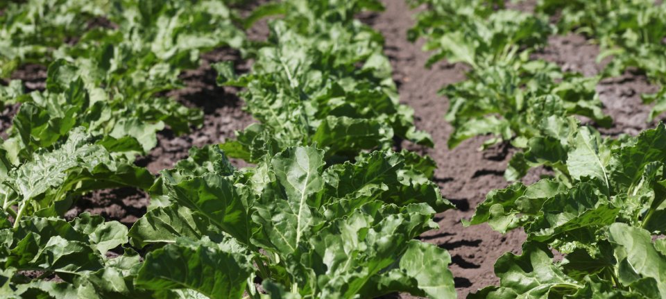 'Onbegrijpelijk dat bieten worden gezien als uitspoelingsgevoelig'