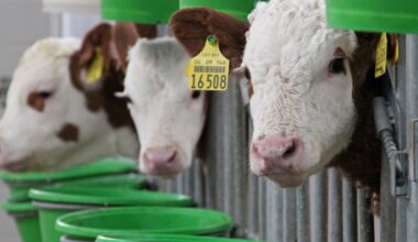 Meer melkveehouders fokken kalveren op voor vleesproductie