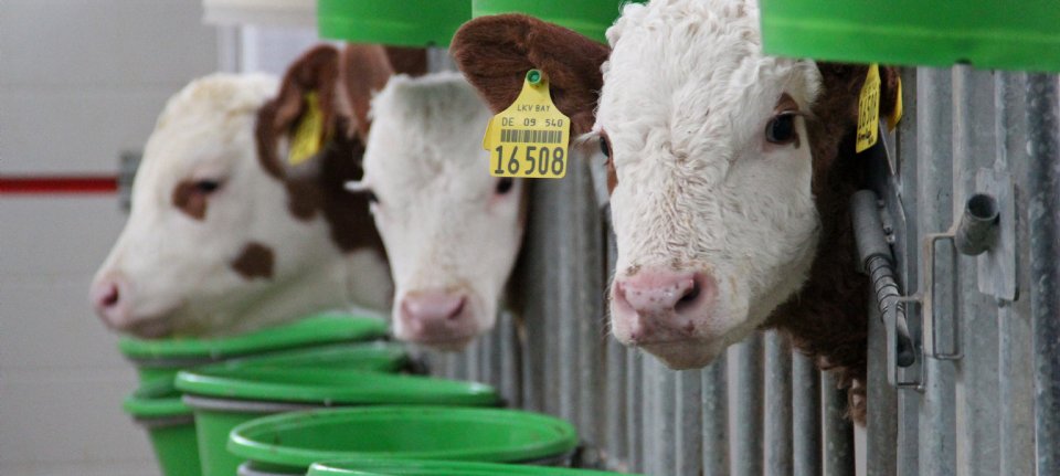 Meer melkveehouders fokken kalveren op voor vleesproductie