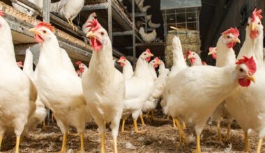 Eerste Kamer stemt in met afroming pluimveerechten naar nul