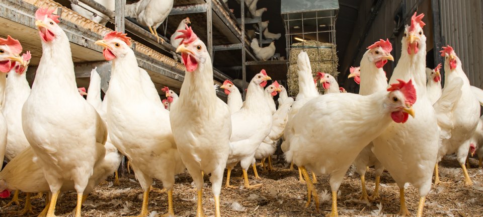 Eerste Kamer stemt in met afroming pluimveerechten naar nul