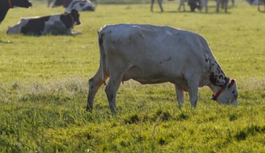 'Stikstofneerslag daalt komende jaren sneller dan verwacht'