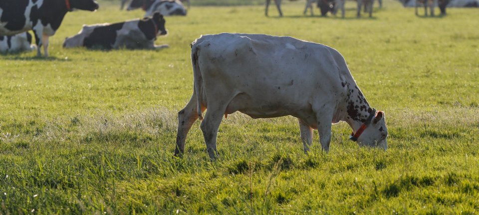 'Stikstofneerslag daalt komende jaren sneller dan verwacht'