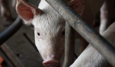 Russische drone-aanval treft Oekraïns bedrijf 13.000 varkens