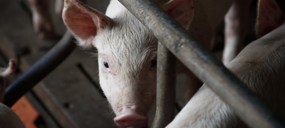 Russische drone-aanval treft Oekraïns bedrijf 13.000 varkens