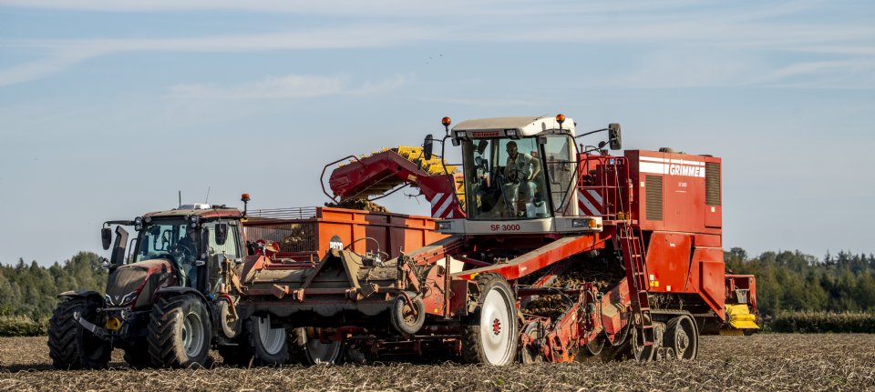 Aardappeloogst in 2025 maar liefst 37 procent groter dan vorig jaar