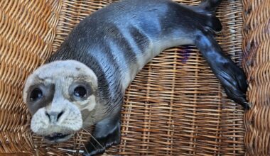 Zeehond die politie vond bij illegale rave in Borgsweer terug naar zee - RTV Noord