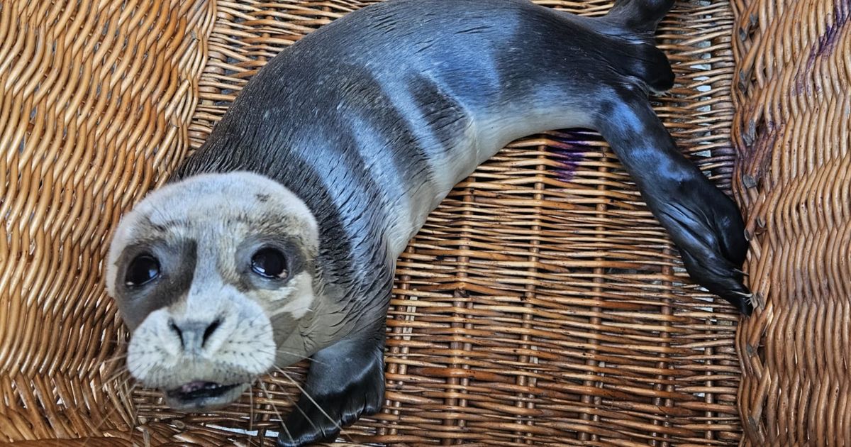 Zeehond die politie vond bij illegale rave in Borgsweer terug naar zee - RTV Noord