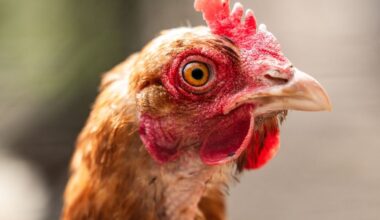 Derde geval van vogelgriep in een week: hobbyhouder in Steenderen getroffen - Omroep Gelderland