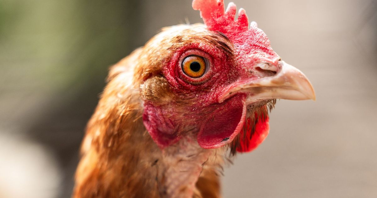 Derde geval van vogelgriep in een week: hobbyhouder in Steenderen getroffen - Omroep Gelderland