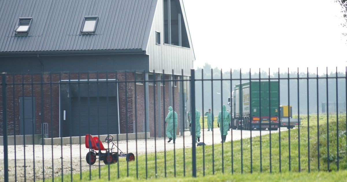 Vogelgriep schok voor omliggende bedrijven: 'Als het zo dichtbij komt, heeft dat impact'