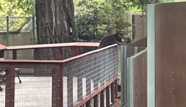 Beer breekt in bij dierentuin in VS en gaat naar berenverblijf