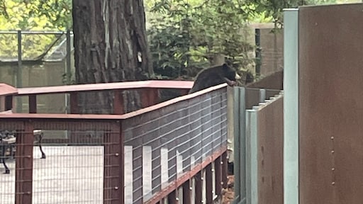 Beer breekt in bij dierentuin in VS en gaat naar berenverblijf