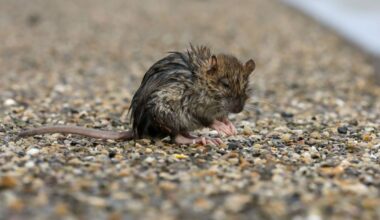Hoog water na nacht met veel wind: dieren proberen droge voeten te houden