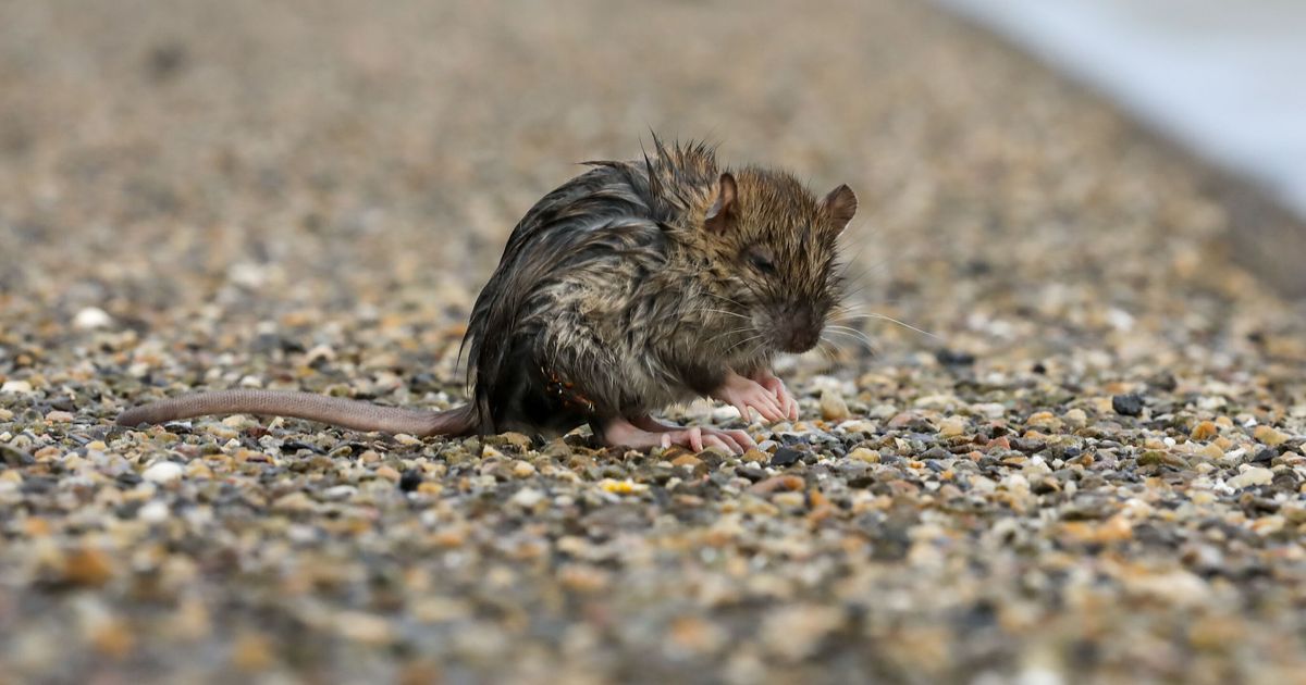 Hoog water na nacht met veel wind: dieren proberen droge voeten te houden