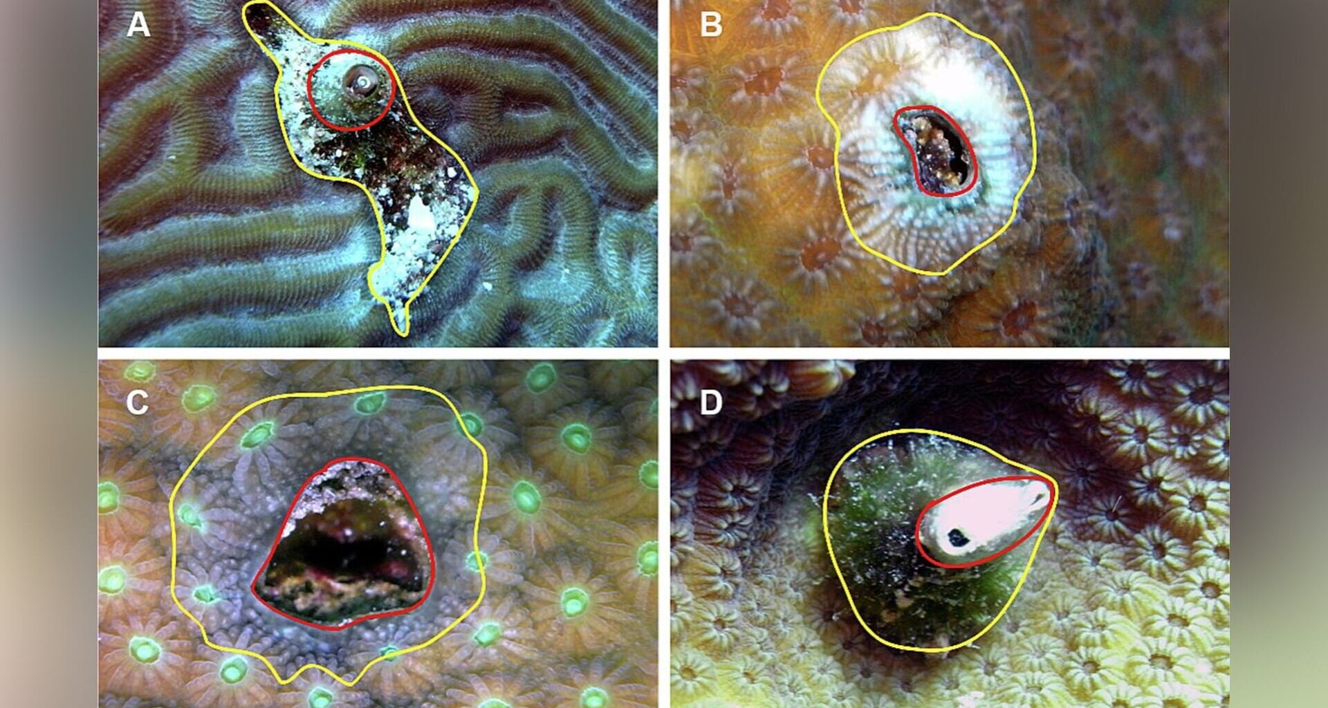 Koraaldieren onthullen gezondheid rif Curaçao