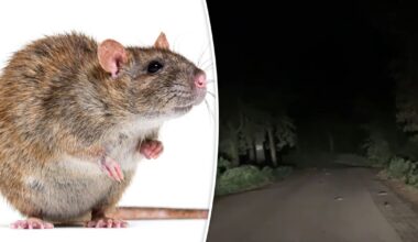 VIDEO | Ratten, ratten, ratten overal: vrouwen huiveren bij de aanblik