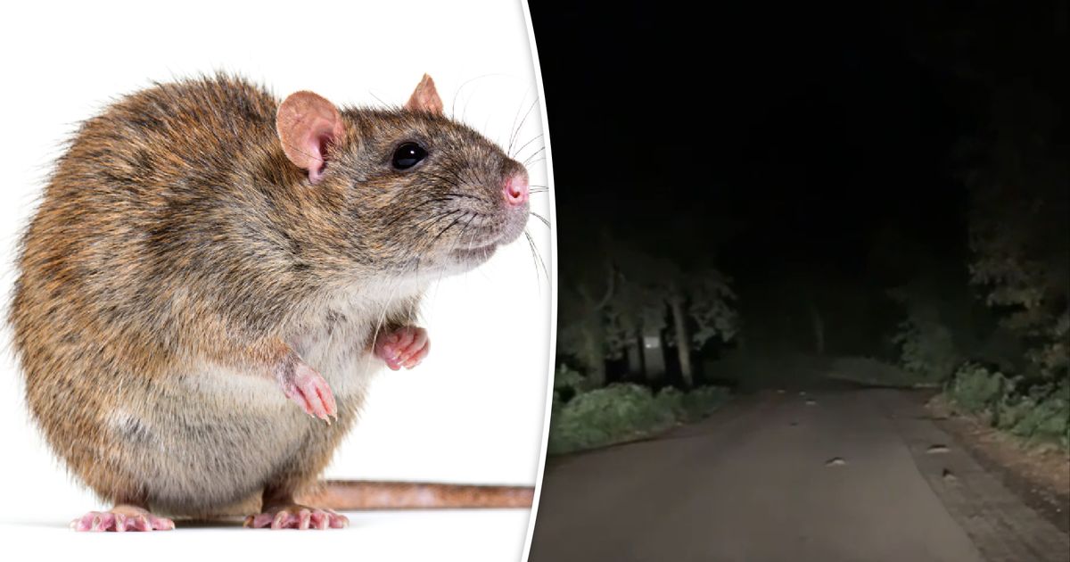 VIDEO | Ratten, ratten, ratten overal: vrouwen huiveren bij de aanblik