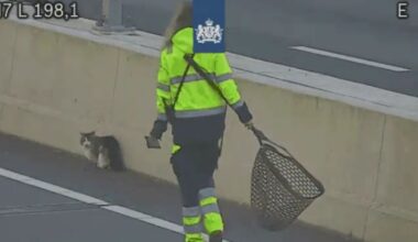 112-nieuws: Ring Zuid korte tijd dicht vanwege kat op de weg • Twee verdachten steekincident Wildervank aangehouden - RTV Noord