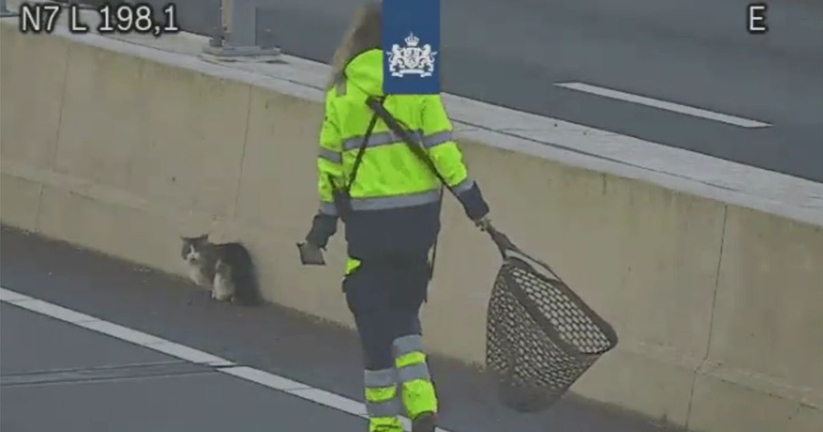 112-nieuws: Ring Zuid korte tijd dicht vanwege kat op de weg • Twee verdachten steekincident Wildervank aangehouden - RTV Noord