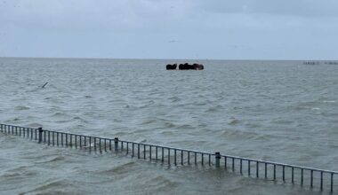 In beeld: buitendijkse schapen, paarden en geparkeerde auto's geplaagd door hoogwater - RTV Noord