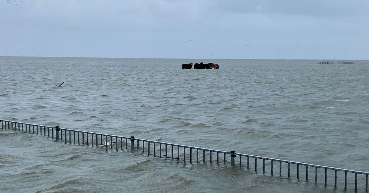 In beeld: buitendijkse schapen, paarden en geparkeerde auto's geplaagd door hoogwater - RTV Noord