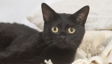 Spaanse stad wil einde aan dubieus ritueel