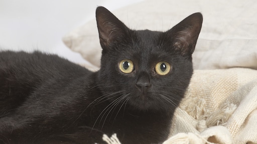 Spaanse stad wil einde aan dubieus ritueel