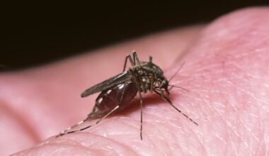 voor het eerst muggen gesignaleerd