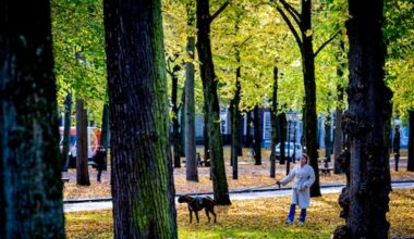 Bossen reageren 'onverwacht' sterk op warmer weer, klimaatraad maakt zich zorgen