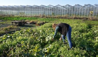 Drie procent van gecontroleerd voedsel bevat te veel bestrijdingsmiddelen