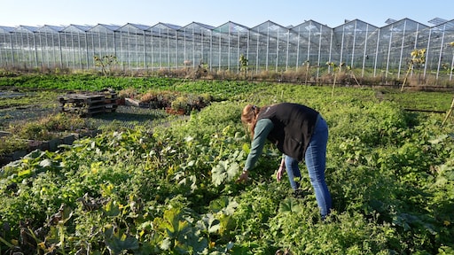 Drie procent van gecontroleerd voedsel bevat te veel bestrijdingsmiddelen