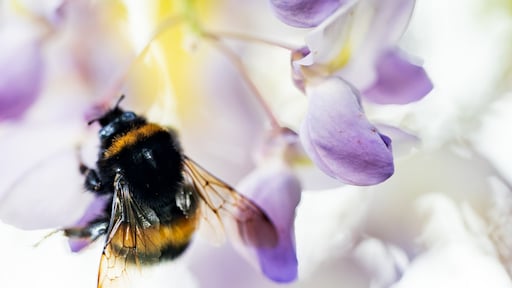 10 miljoen hommels dreigen uit Nederland te verdwijnen