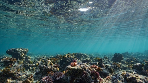 meer dan 80 procent verbleekt