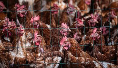 Landelijke ophokplicht voor pluimvee vanwege vogelgriep