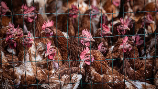 Landelijke ophokplicht voor pluimvee vanwege vogelgriep