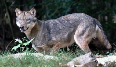 'Bijtincidenten gevolg van verkeerd handelen'