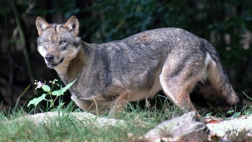 'Bijtincidenten gevolg van verkeerd handelen'